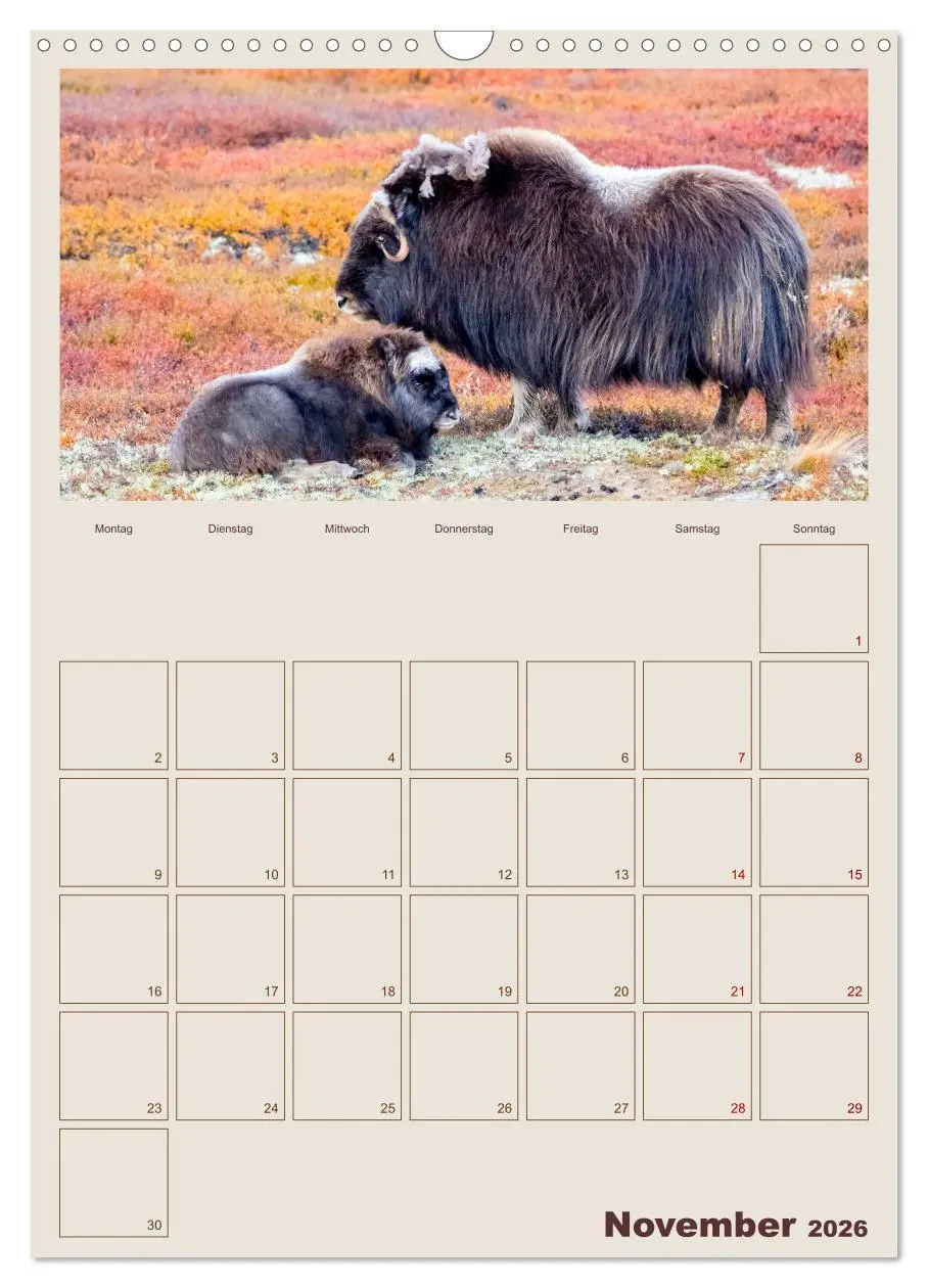 Bild: 9783516240405 | Moschusochsen - Norwegens gemütliche Riesen (Wandkalender 2026 DIN...