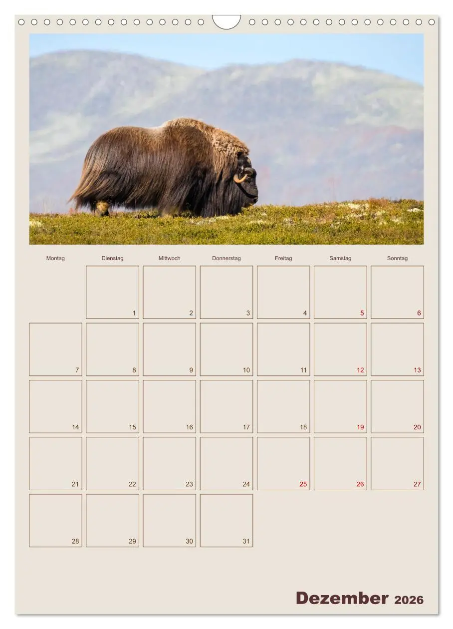 Bild: 9783516240405 | Moschusochsen - Norwegens gemütliche Riesen (Wandkalender 2026 DIN...
