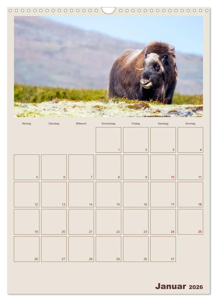 Bild: 9783516240405 | Moschusochsen - Norwegens gemütliche Riesen (Wandkalender 2026 DIN...