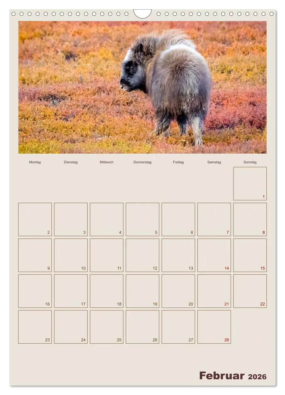 Bild: 9783516240405 | Moschusochsen - Norwegens gemütliche Riesen (Wandkalender 2026 DIN...