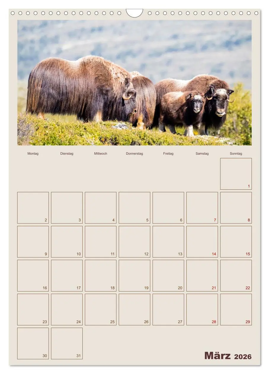 Bild: 9783516240405 | Moschusochsen - Norwegens gemütliche Riesen (Wandkalender 2026 DIN...