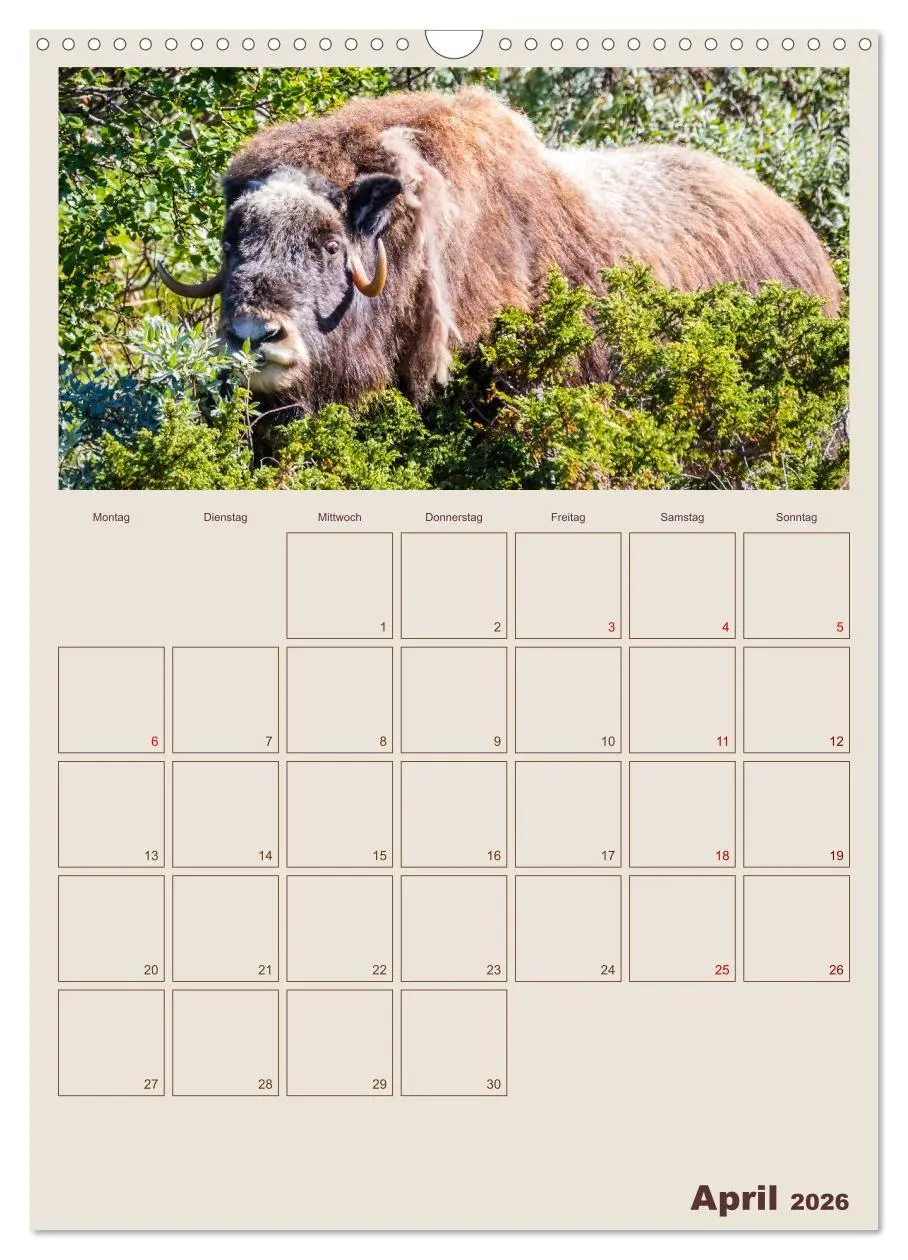 Bild: 9783516240405 | Moschusochsen - Norwegens gemütliche Riesen (Wandkalender 2026 DIN...