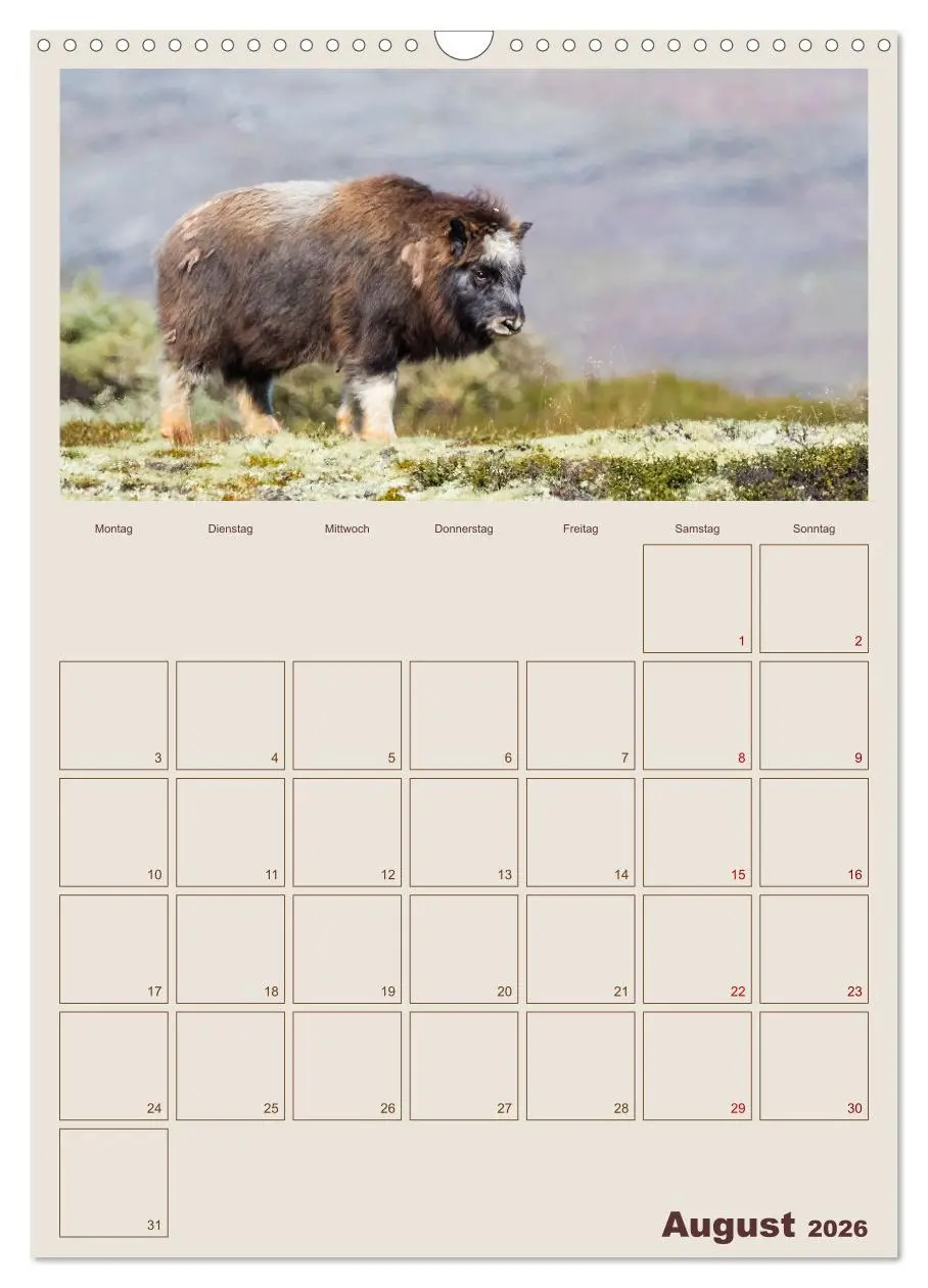 Bild: 9783516240405 | Moschusochsen - Norwegens gemütliche Riesen (Wandkalender 2026 DIN...