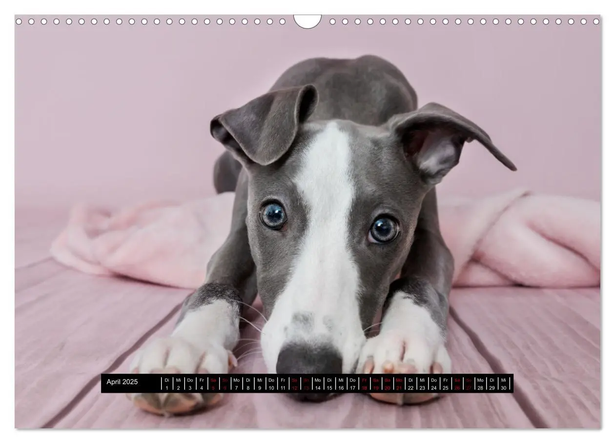 Bild: 9783435040605 | Das erste Whippet-Jahr (Wandkalender 2025 DIN A3 quer), CALVENDO...