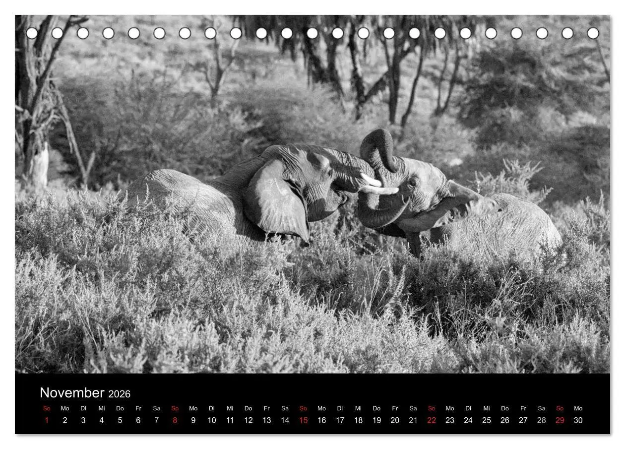 Bild: 9783516140705 | Elefanten Schwarz - Weiss (Tischkalender 2026 DIN A5 quer),...