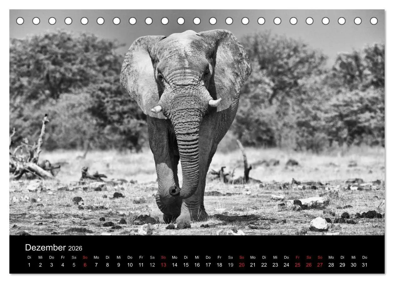 Bild: 9783516140705 | Elefanten Schwarz - Weiss (Tischkalender 2026 DIN A5 quer),...