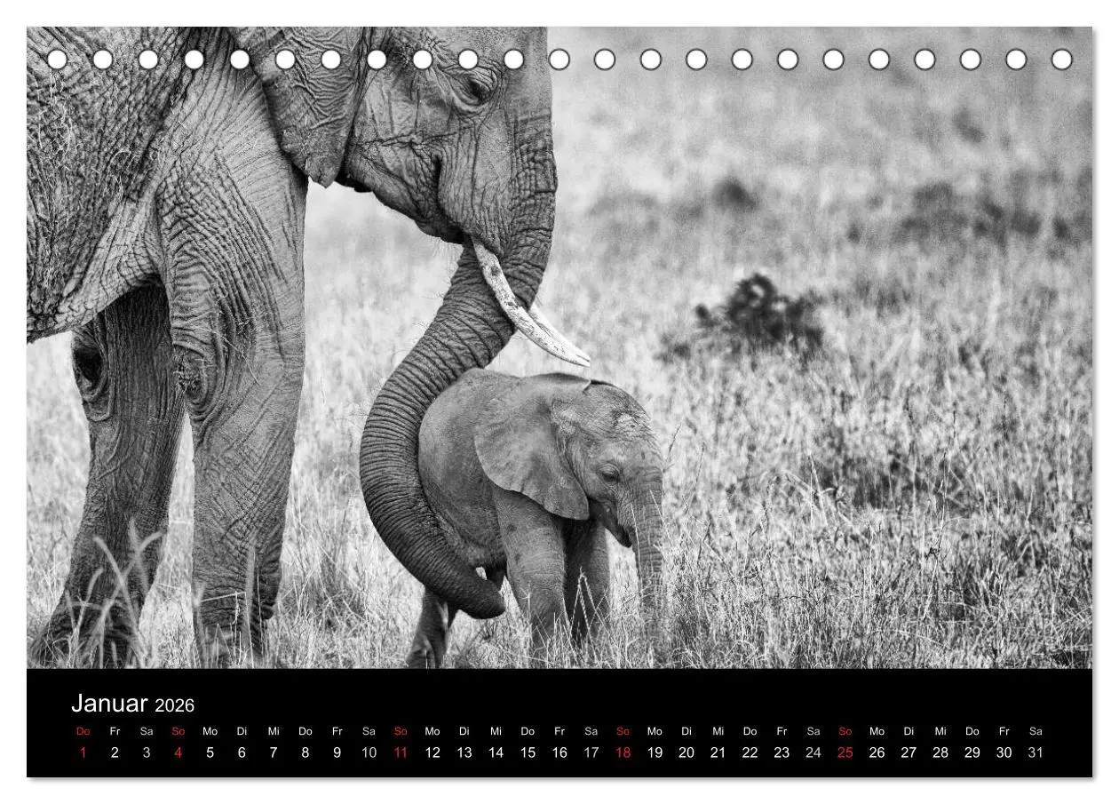 Bild: 9783516140705 | Elefanten Schwarz - Weiss (Tischkalender 2026 DIN A5 quer),...
