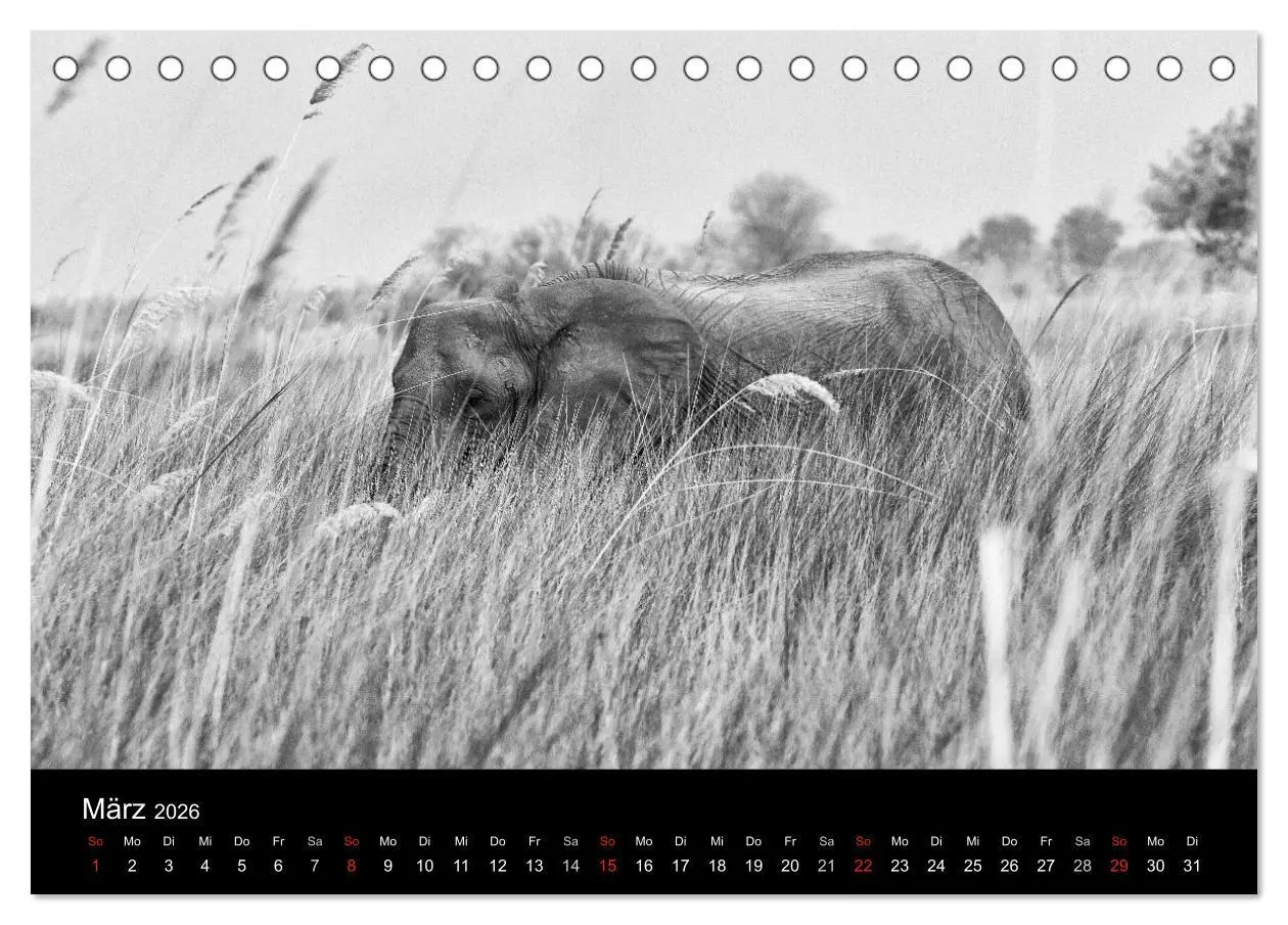 Bild: 9783516140705 | Elefanten Schwarz - Weiss (Tischkalender 2026 DIN A5 quer),...