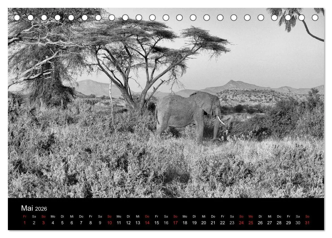 Bild: 9783516140705 | Elefanten Schwarz - Weiss (Tischkalender 2026 DIN A5 quer),...