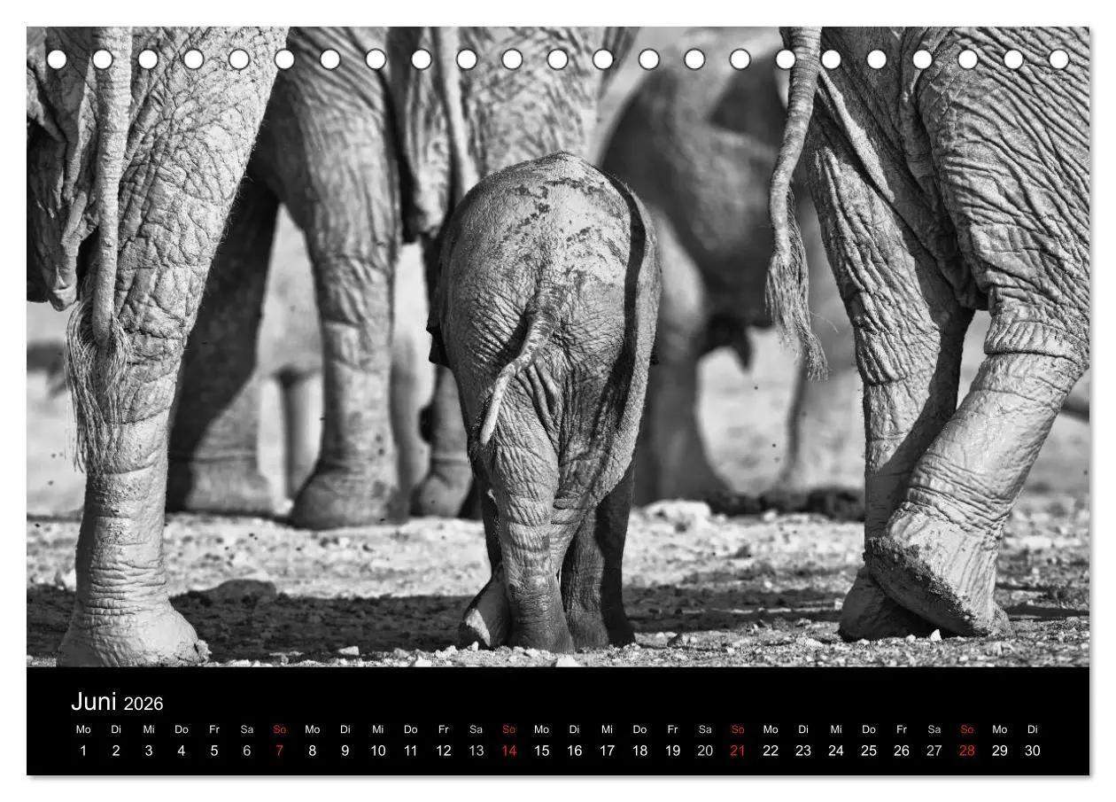 Bild: 9783516140705 | Elefanten Schwarz - Weiss (Tischkalender 2026 DIN A5 quer),...
