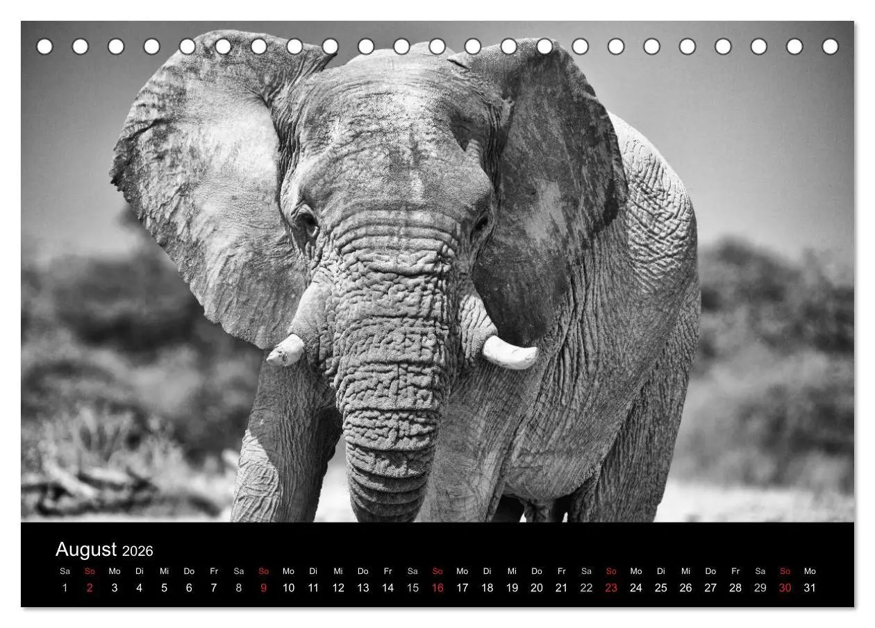 Bild: 9783516140705 | Elefanten Schwarz - Weiss (Tischkalender 2026 DIN A5 quer),...