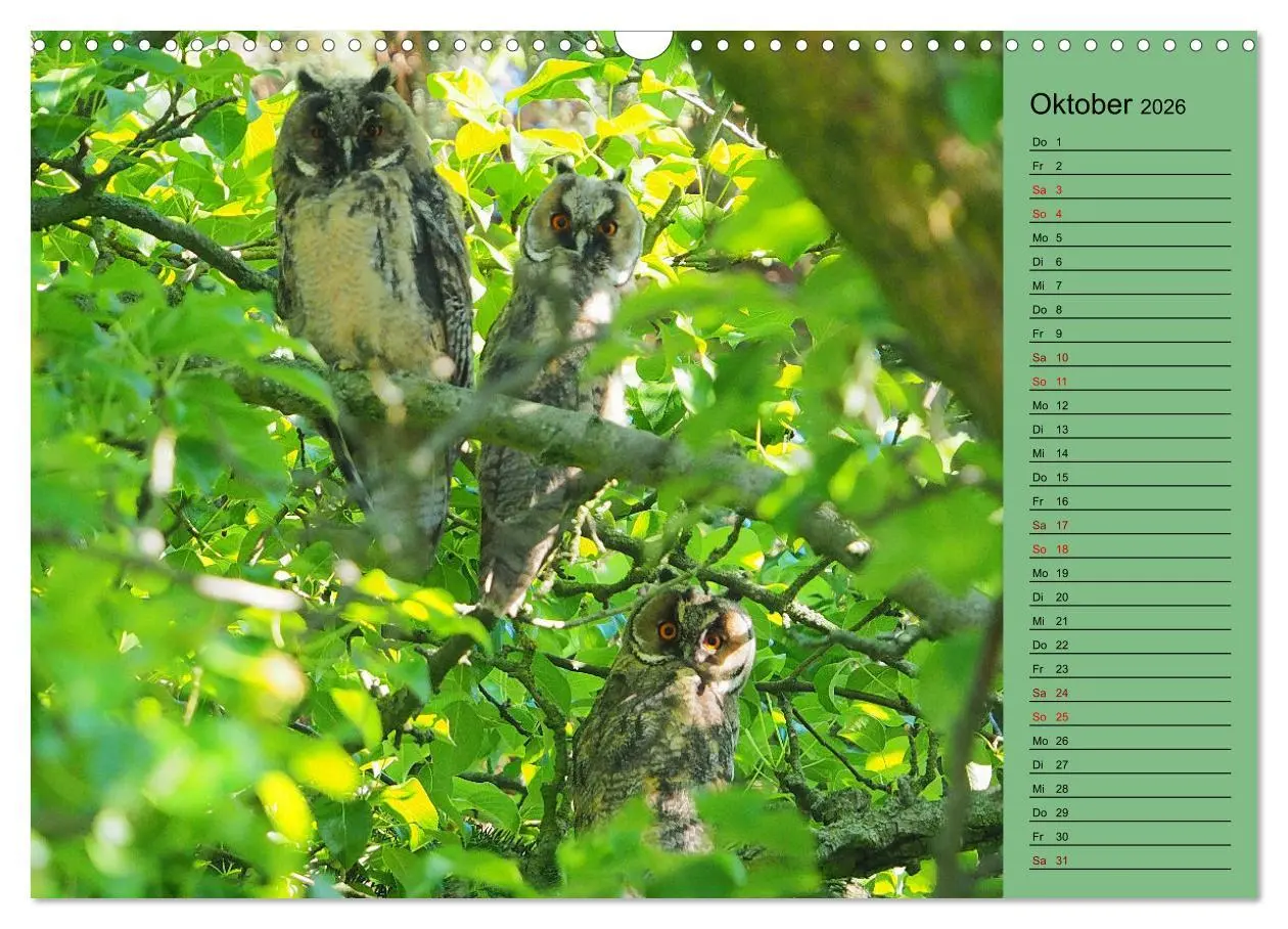 Bild: 9783457590805 | Heimische Vögel und Insekten in Wald und Flur (Wandkalender 2026...