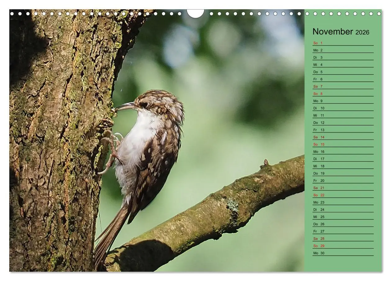 Bild: 9783457590805 | Heimische Vögel und Insekten in Wald und Flur (Wandkalender 2026...