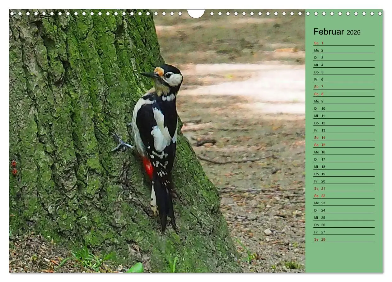 Bild: 9783457590805 | Heimische Vögel und Insekten in Wald und Flur (Wandkalender 2026...