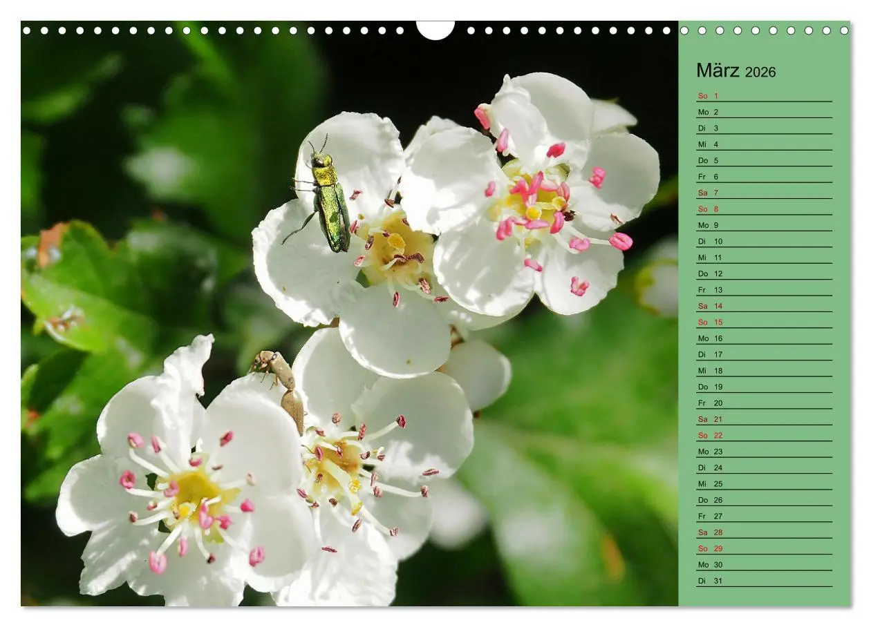 Bild: 9783457590805 | Heimische Vögel und Insekten in Wald und Flur (Wandkalender 2026...