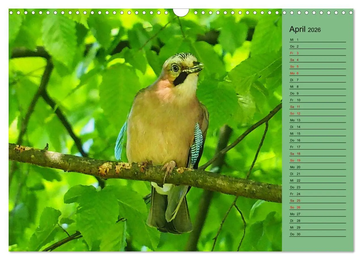 Bild: 9783457590805 | Heimische Vögel und Insekten in Wald und Flur (Wandkalender 2026...
