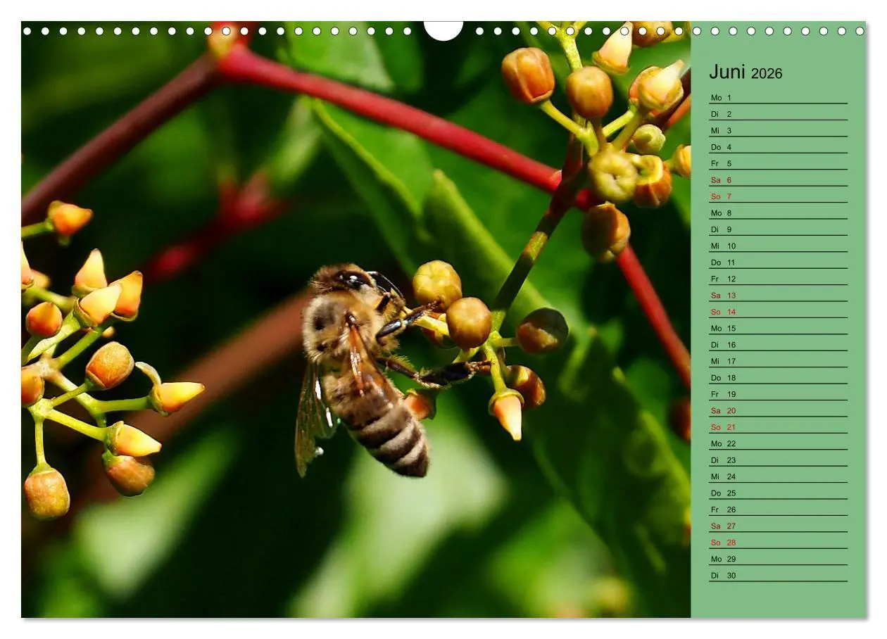 Bild: 9783457590805 | Heimische Vögel und Insekten in Wald und Flur (Wandkalender 2026...