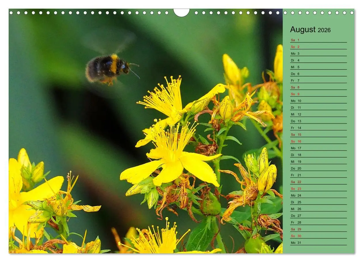 Bild: 9783457590805 | Heimische Vögel und Insekten in Wald und Flur (Wandkalender 2026...