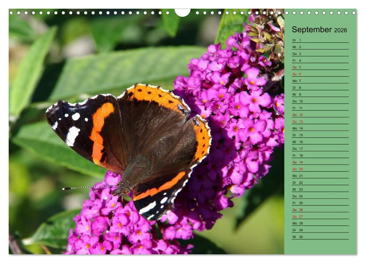 Bild: 9783457590805 | Heimische Vögel und Insekten in Wald und Flur (Wandkalender 2026...