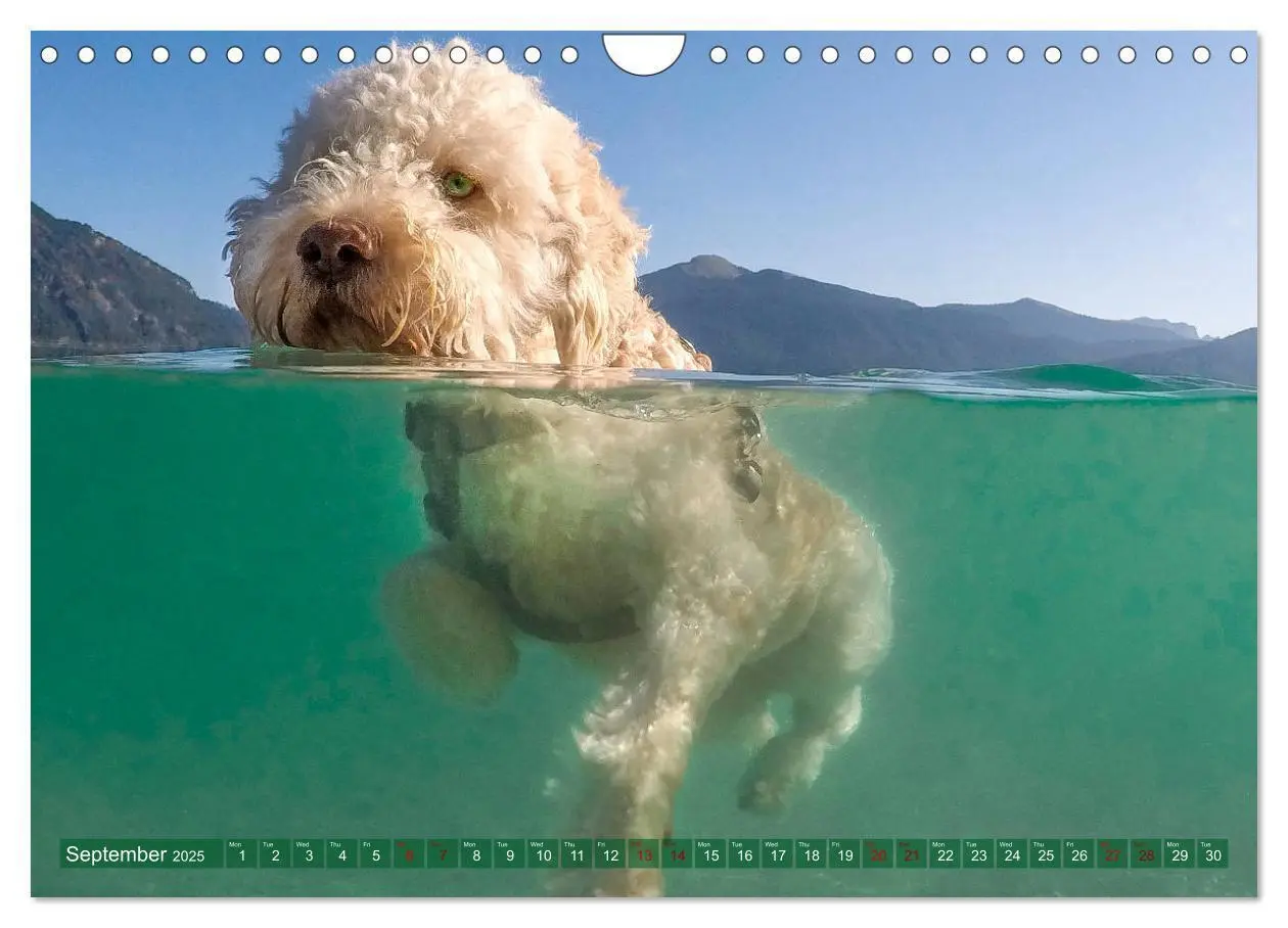 Bild: 9781325940905 | Lagotto Romagnolo Splash Edition (Wall Calendar 2025 DIN A4...