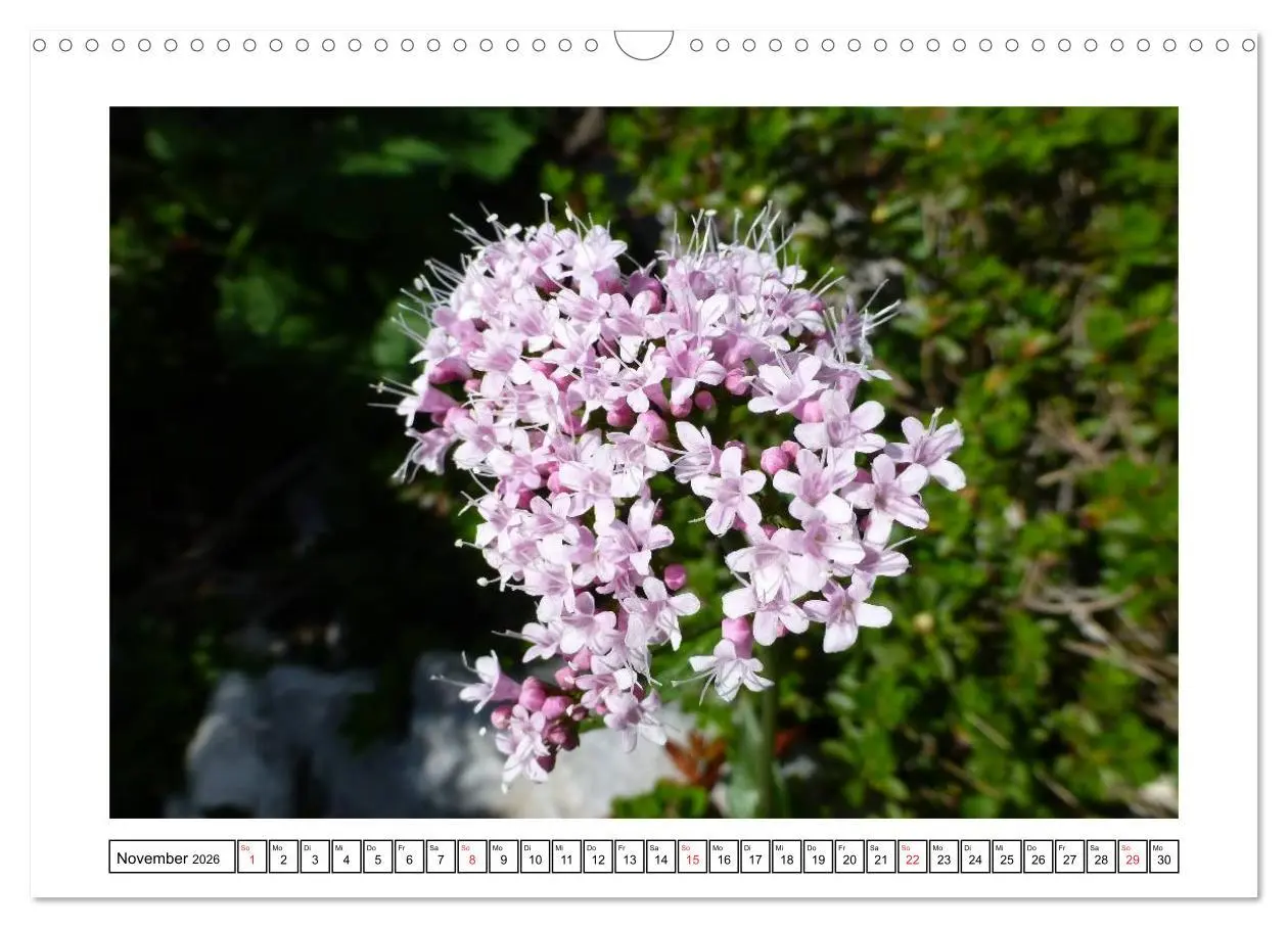 Bild: 9783516050905 | Alpenblumen. Bunte Welt in luftiger Höhe (Wandkalender 2026 DIN A3...