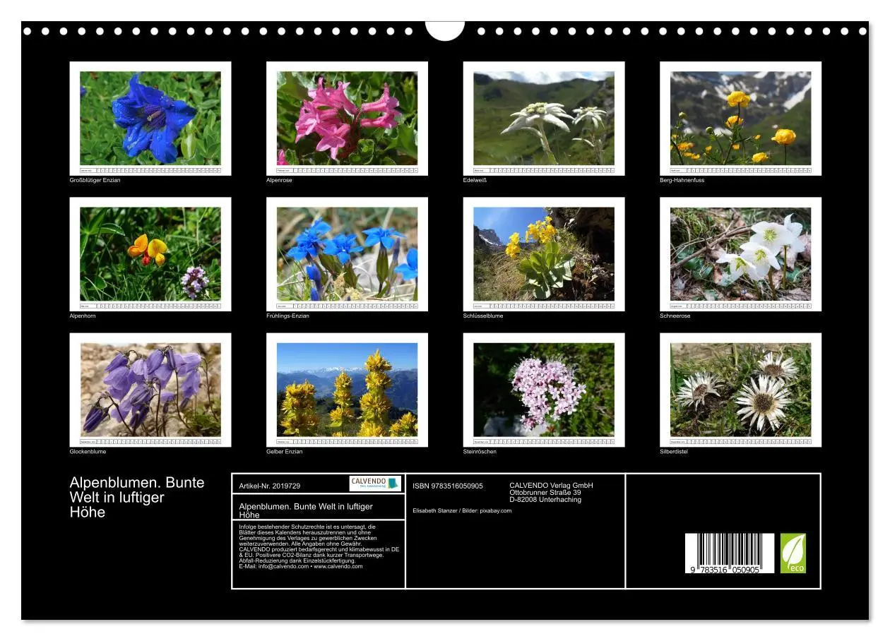 Bild: 9783516050905 | Alpenblumen. Bunte Welt in luftiger Höhe (Wandkalender 2026 DIN A3...