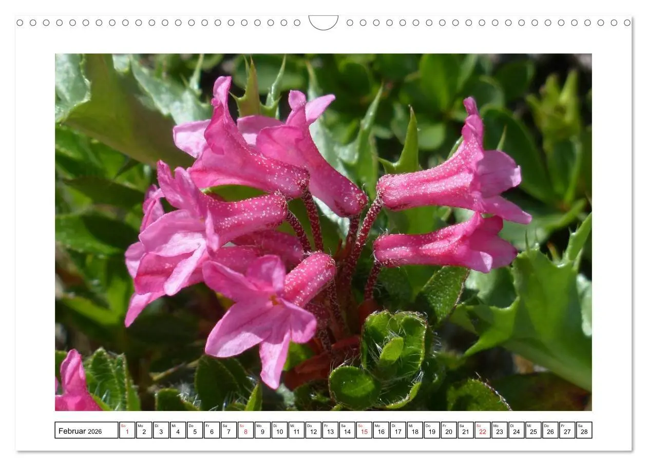 Bild: 9783516050905 | Alpenblumen. Bunte Welt in luftiger Höhe (Wandkalender 2026 DIN A3...