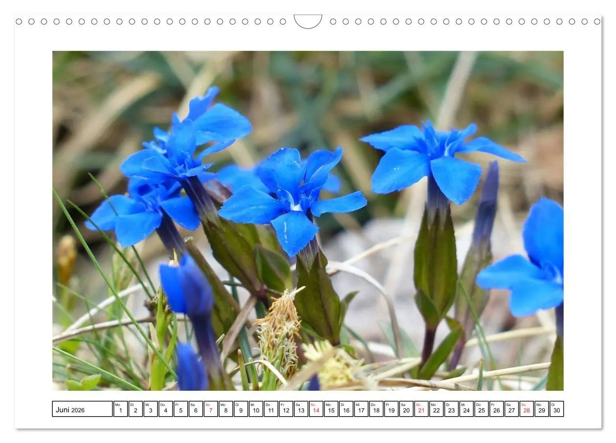 Bild: 9783516050905 | Alpenblumen. Bunte Welt in luftiger Höhe (Wandkalender 2026 DIN A3...