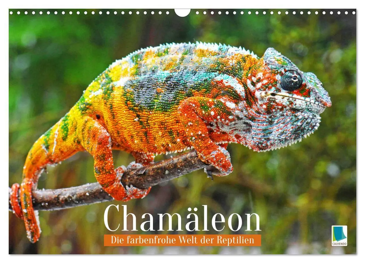 Cover: 9783457381205 | Chamäleon: Die farbenfrohe Welt der Reptilien (Wandkalender 2026...