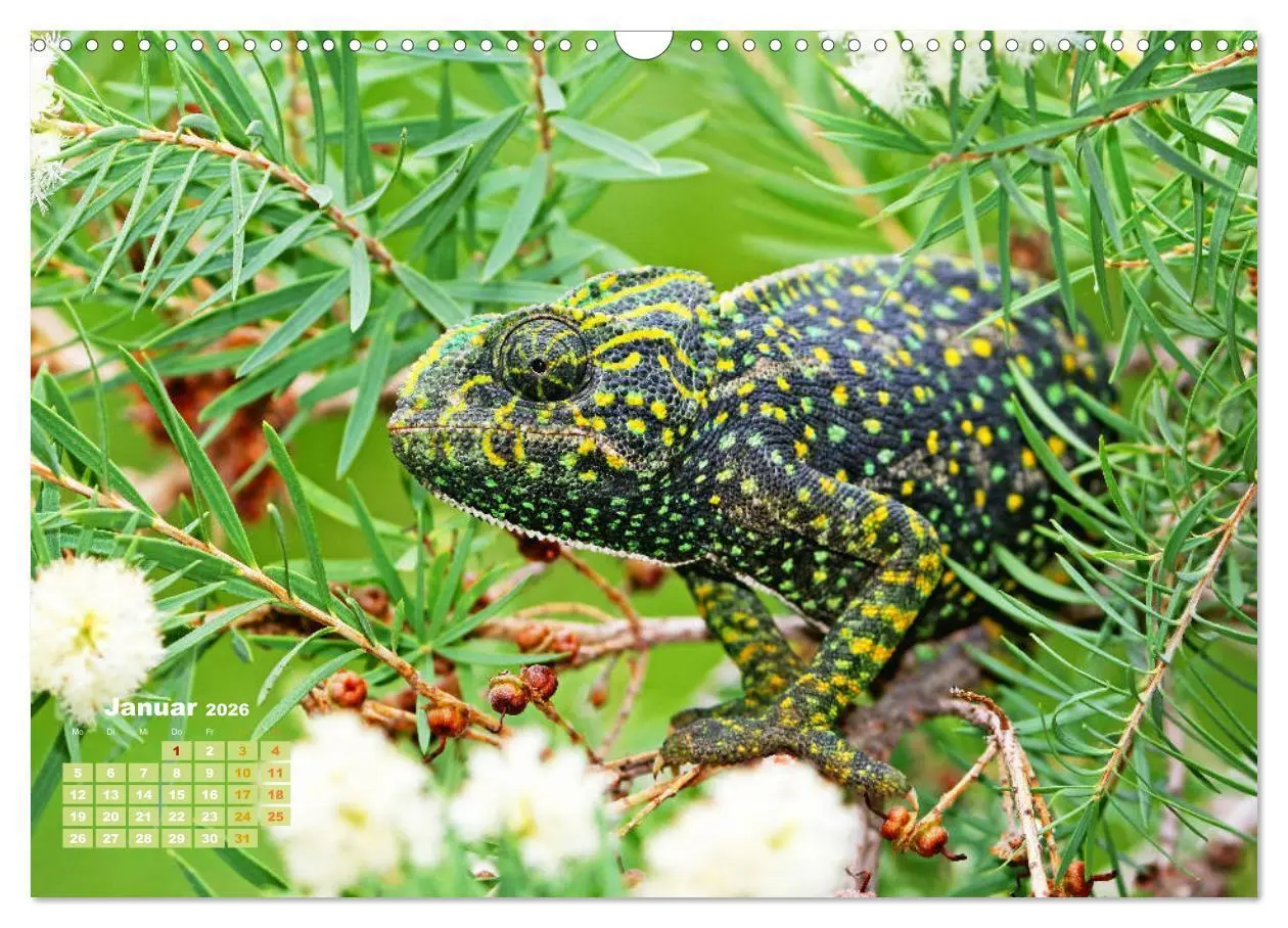 Bild: 9783457381205 | Chamäleon: Die farbenfrohe Welt der Reptilien (Wandkalender 2026...