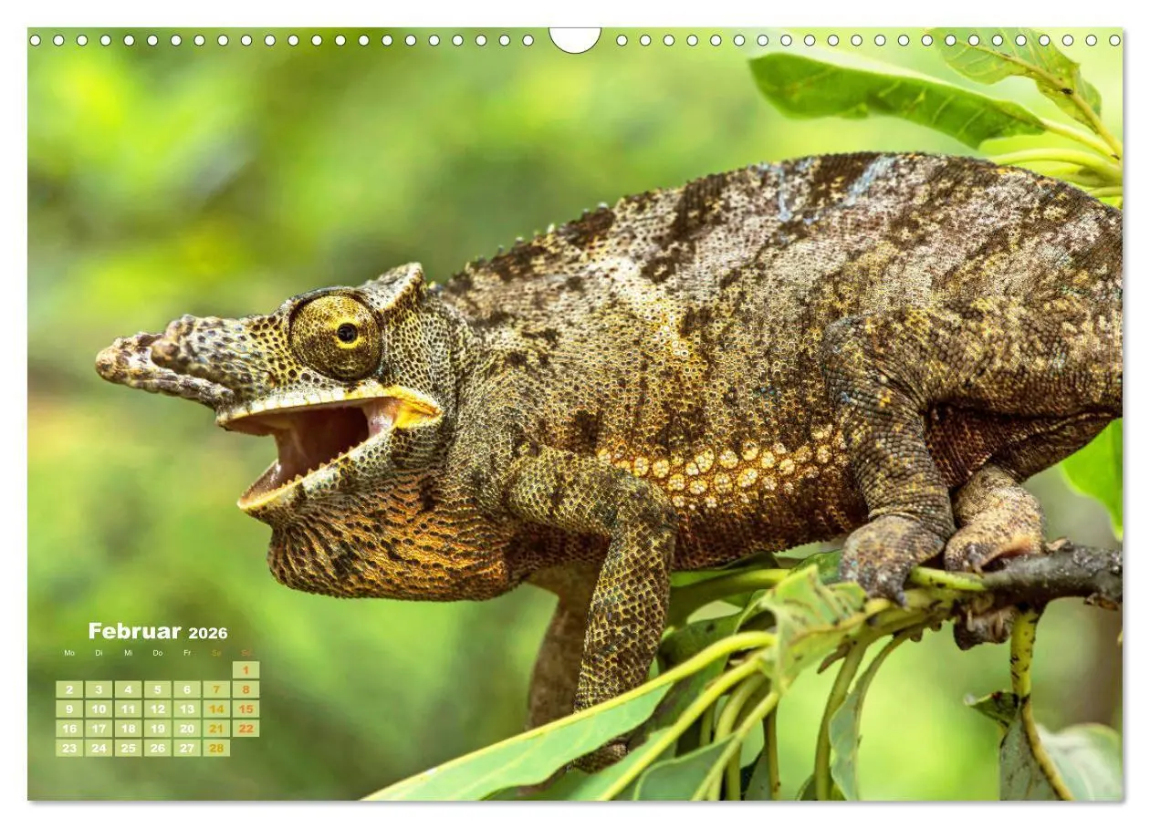 Bild: 9783457381205 | Chamäleon: Die farbenfrohe Welt der Reptilien (Wandkalender 2026...