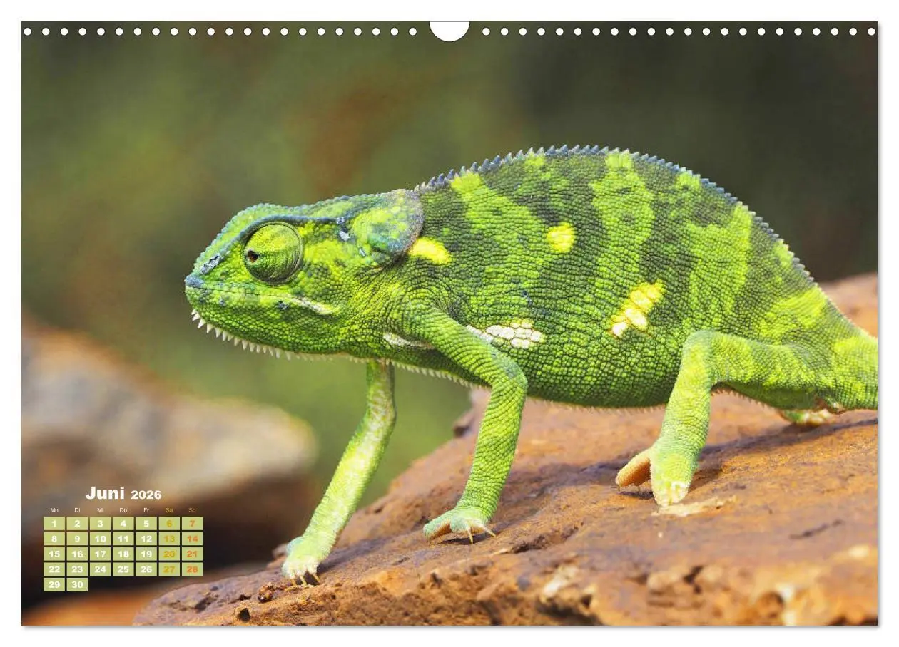 Bild: 9783457381205 | Chamäleon: Die farbenfrohe Welt der Reptilien (Wandkalender 2026...