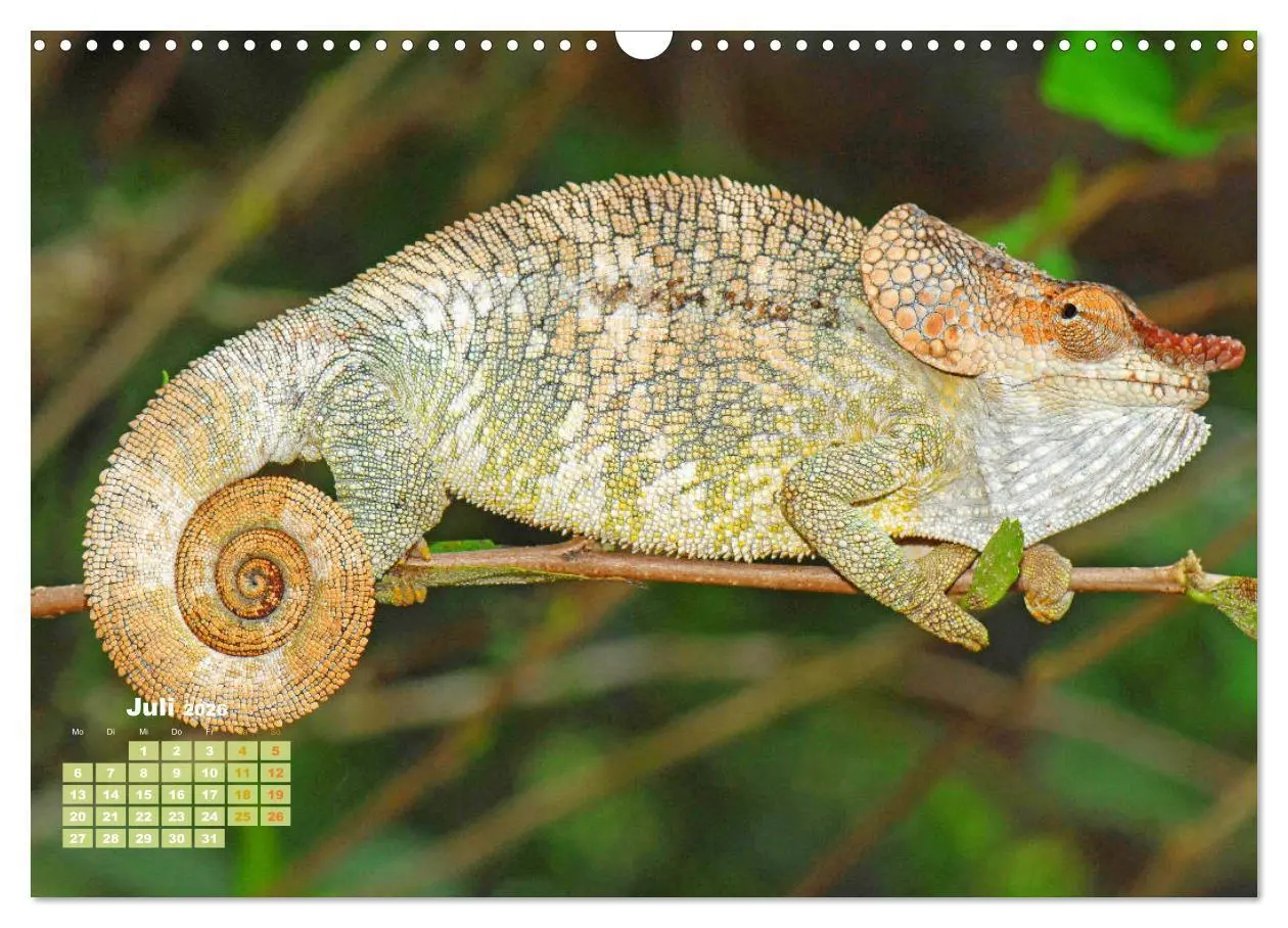 Bild: 9783457381205 | Chamäleon: Die farbenfrohe Welt der Reptilien (Wandkalender 2026...