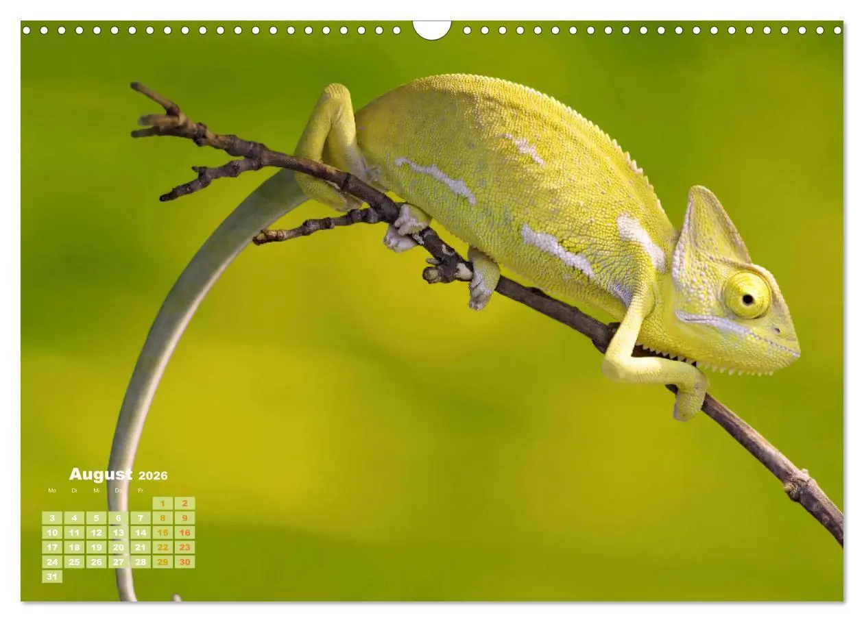 Bild: 9783457381205 | Chamäleon: Die farbenfrohe Welt der Reptilien (Wandkalender 2026...