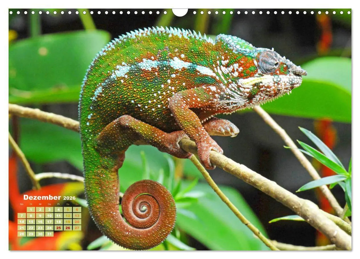 Bild: 9783457381205 | Chamäleon: Die farbenfrohe Welt der Reptilien (Wandkalender 2026...