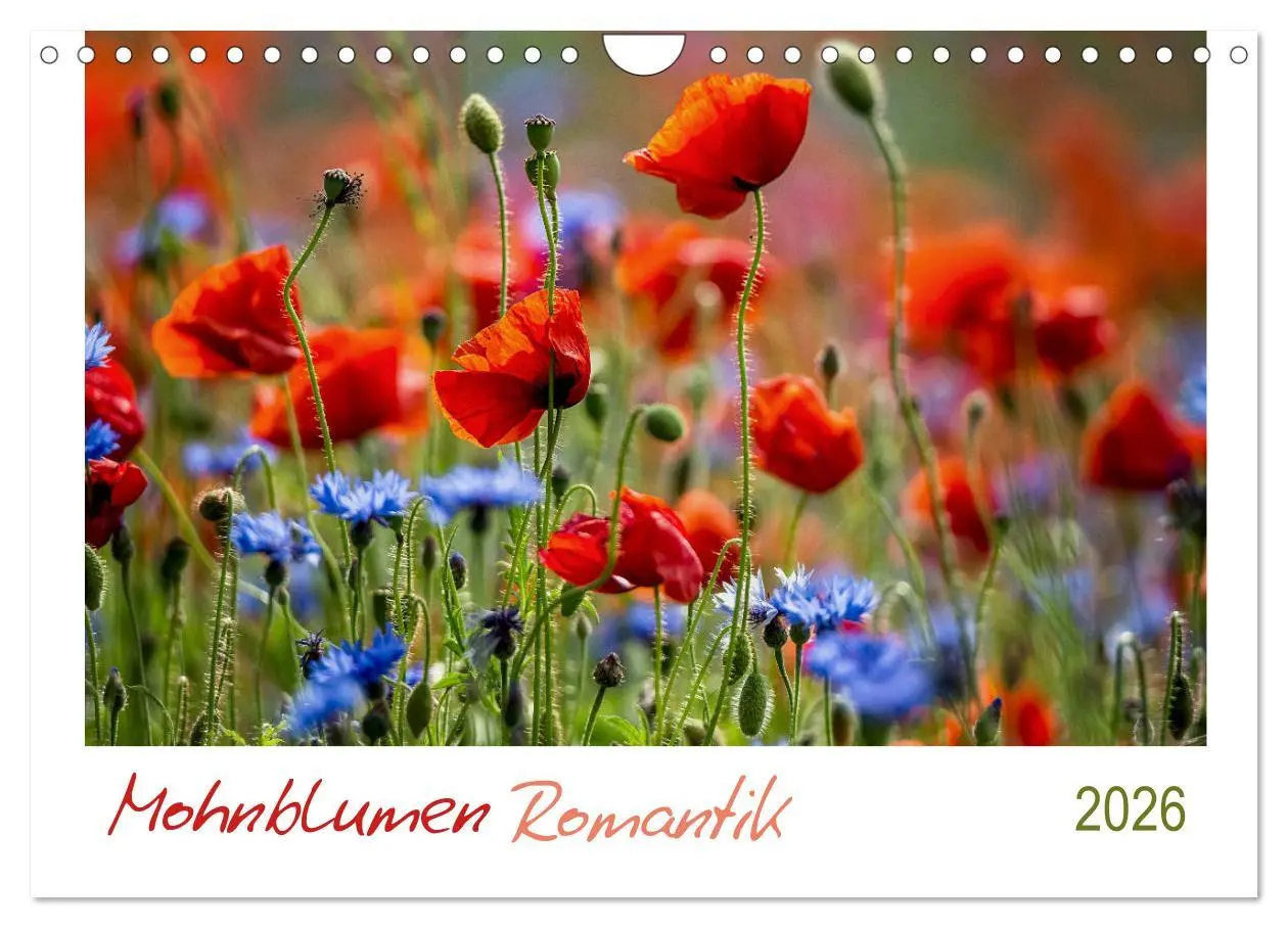 Cover: 9783457691205 | Mohnblumen Romantik (Wandkalender 2026 DIN A4 quer), CALVENDO...