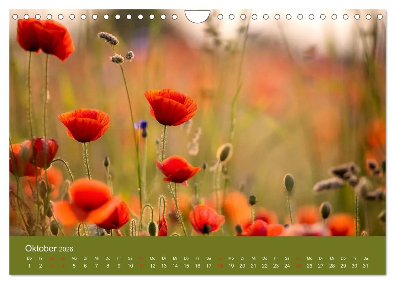 Bild: 9783457691205 | Mohnblumen Romantik (Wandkalender 2026 DIN A4 quer), CALVENDO...