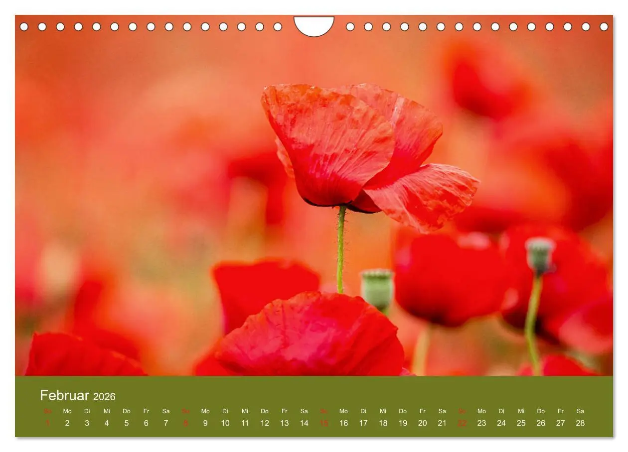 Bild: 9783457691205 | Mohnblumen Romantik (Wandkalender 2026 DIN A4 quer), CALVENDO...