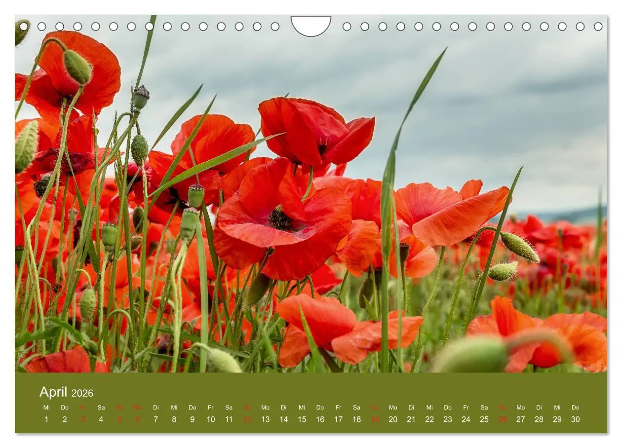 Bild: 9783457691205 | Mohnblumen Romantik (Wandkalender 2026 DIN A4 quer), CALVENDO...