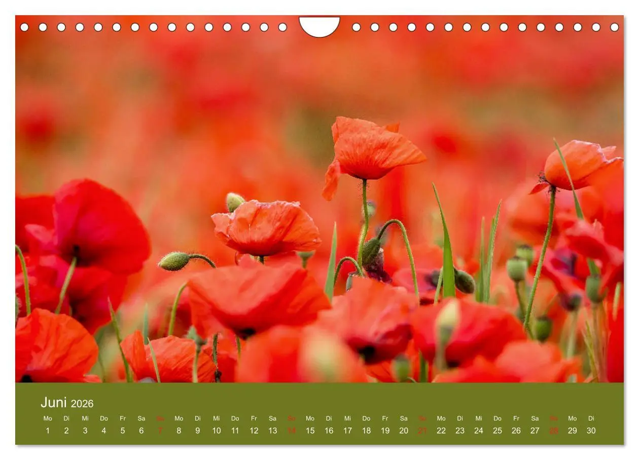 Bild: 9783457691205 | Mohnblumen Romantik (Wandkalender 2026 DIN A4 quer), CALVENDO...