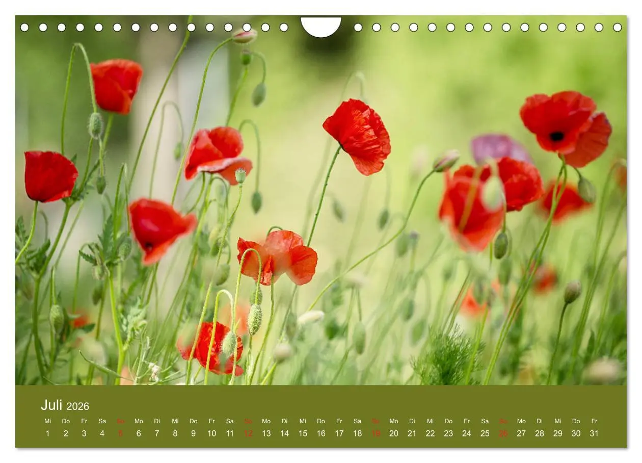 Bild: 9783457691205 | Mohnblumen Romantik (Wandkalender 2026 DIN A4 quer), CALVENDO...