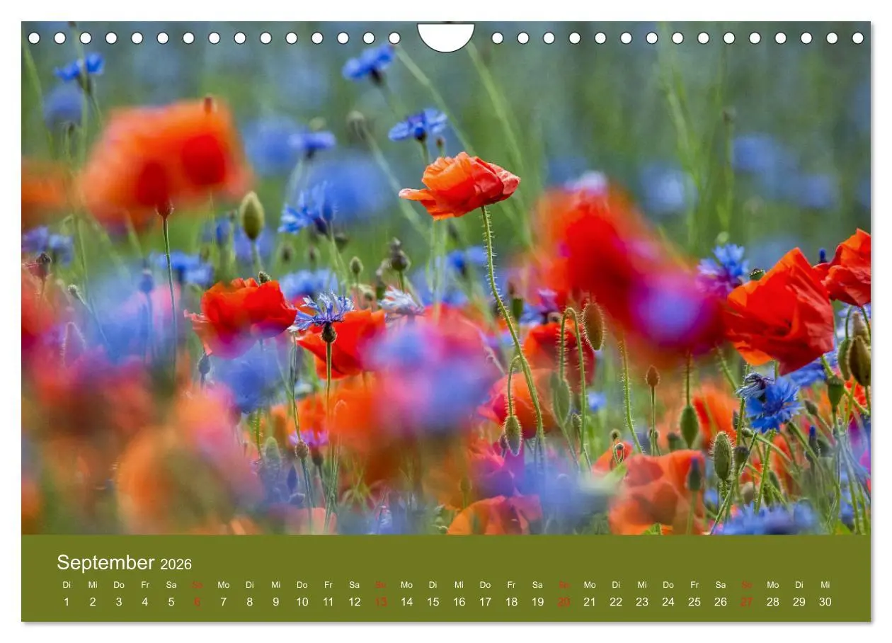 Bild: 9783457691205 | Mohnblumen Romantik (Wandkalender 2026 DIN A4 quer), CALVENDO...