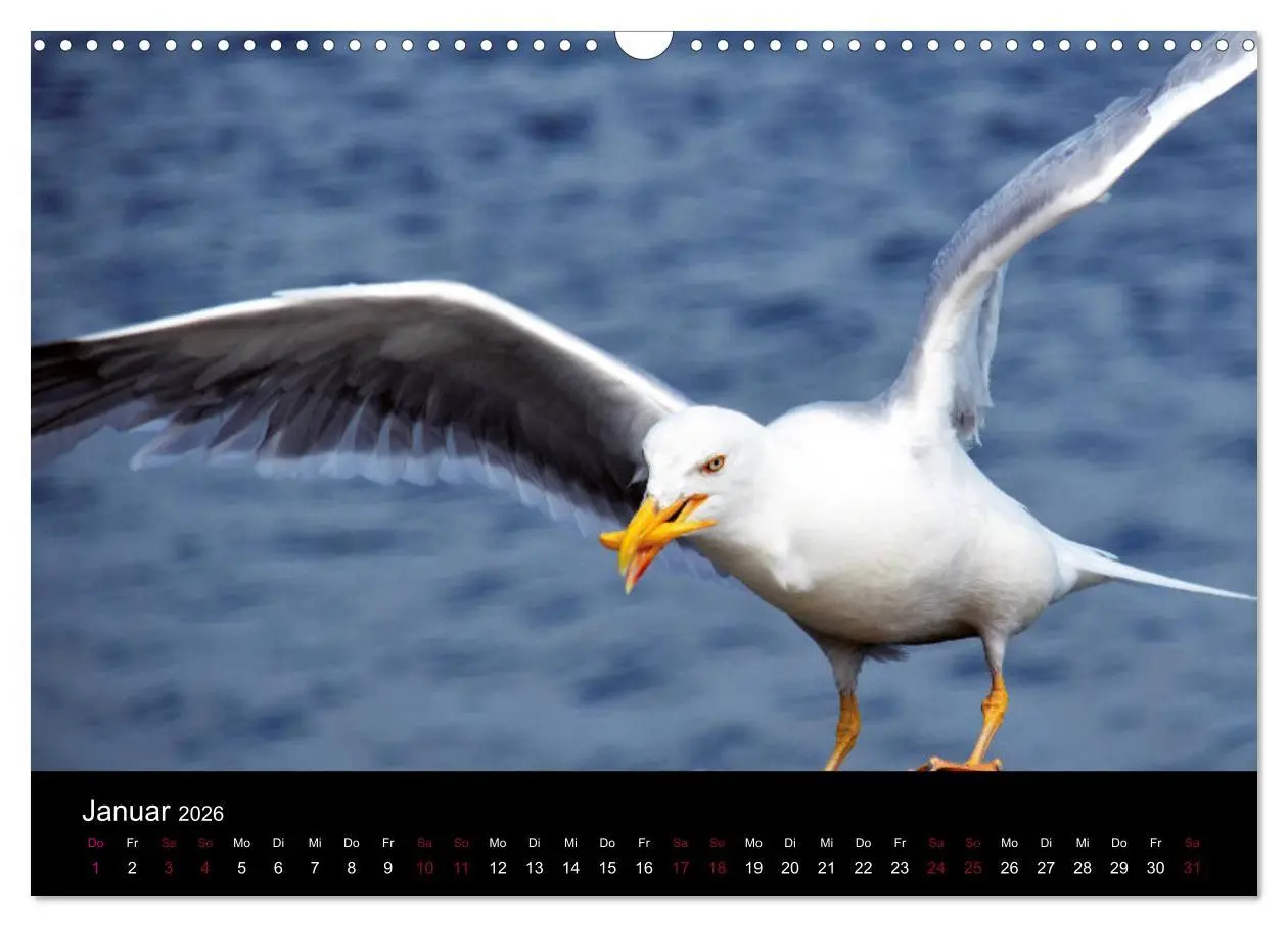 Bild: 9783457831205 | Segelsommer - Dänische Südsee (Wandkalender 2026 DIN A3 quer),...