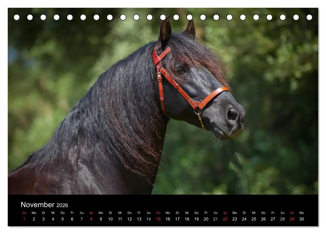 Bild: 9783516081305 | Spaniens stolze Pferde (Tischkalender 2026 DIN A5 quer), CALVENDO...