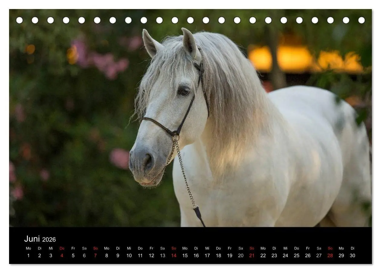 Bild: 9783516081305 | Spaniens stolze Pferde (Tischkalender 2026 DIN A5 quer), CALVENDO...