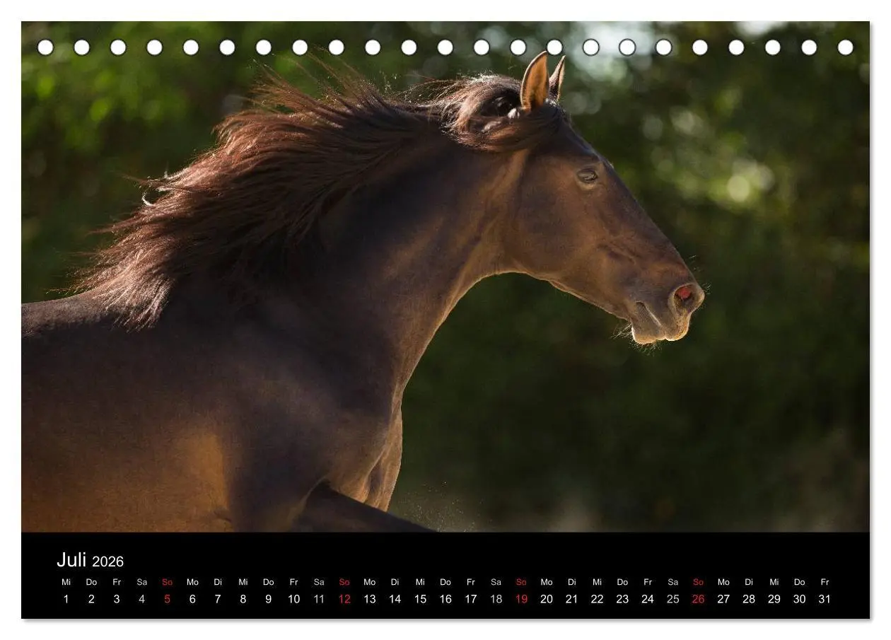 Bild: 9783516081305 | Spaniens stolze Pferde (Tischkalender 2026 DIN A5 quer), CALVENDO...