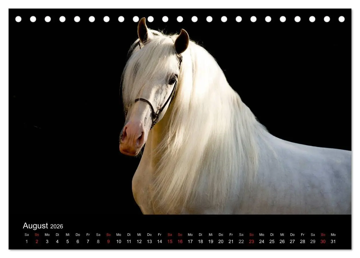 Bild: 9783516081305 | Spaniens stolze Pferde (Tischkalender 2026 DIN A5 quer), CALVENDO...