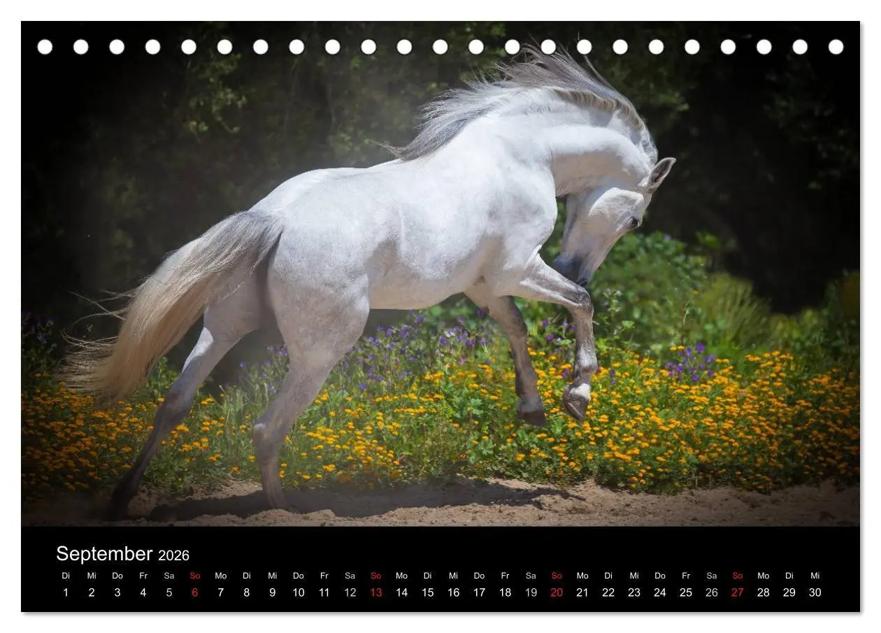 Bild: 9783516081305 | Spaniens stolze Pferde (Tischkalender 2026 DIN A5 quer), CALVENDO...