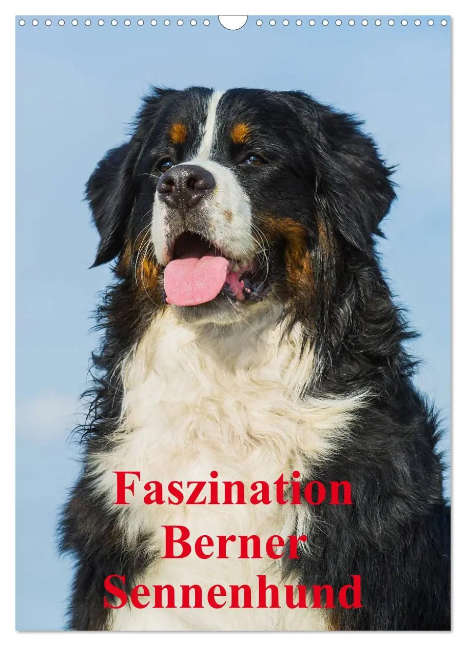 Cover: 9783516461305 | Faszination Berner Sennenhund (Wandkalender 2026 DIN A3 hoch),...
