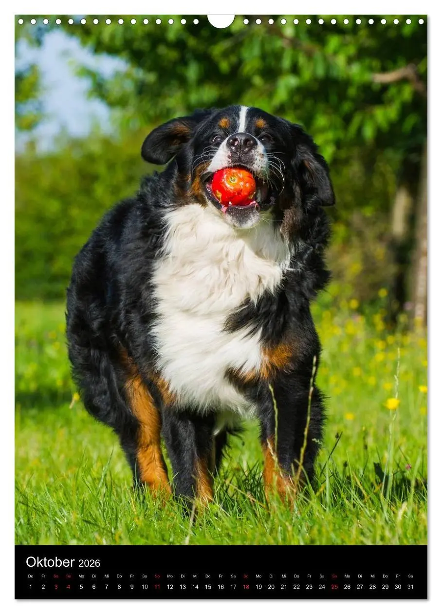 Bild: 9783516461305 | Faszination Berner Sennenhund (Wandkalender 2026 DIN A3 hoch),...